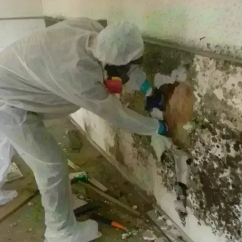 Mold Remediation and Removal in Spencer, OK